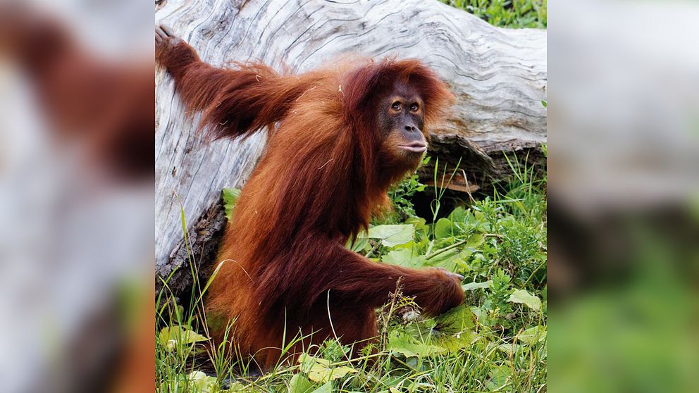 Orangutangen Utara