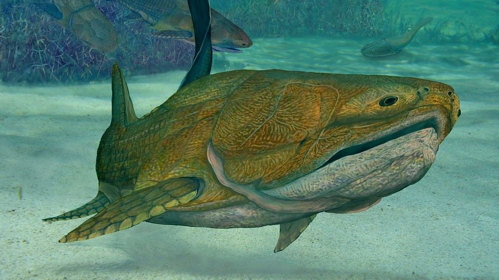 Rekonstruktion av Entelognathus primordialis, den nyupptäckta bepansrade fisken med de anmärkningsvärda käkarna.