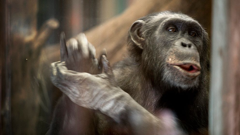 Schimpanshannen Santino, som blivit känd sedan det visat sig att han samlade stenar på hög i sitt hägn för att kunna kasta mot hotfulla besökare i Schimpanshuset i Furuviksparken.