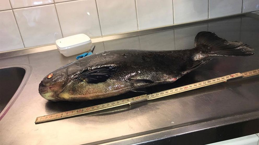 Norrköping fisk pacu piraya motala ström