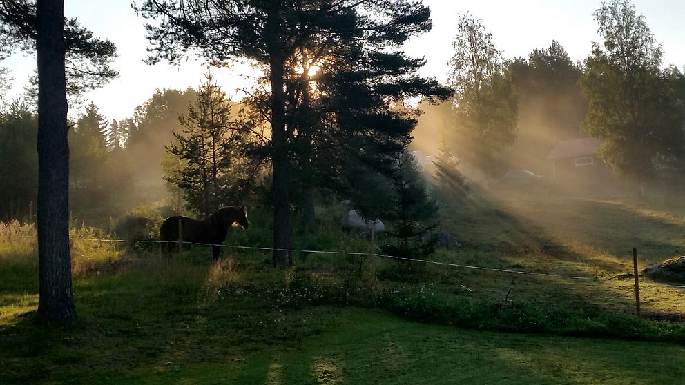 häst i hage med gräs och träd, sneda solstrålar