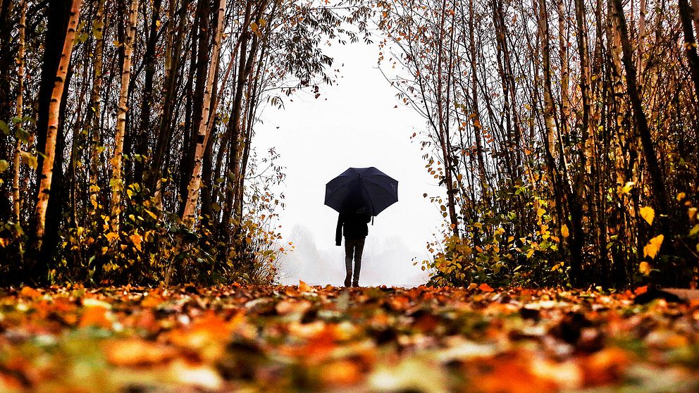 En person med paraply går genom skogen.