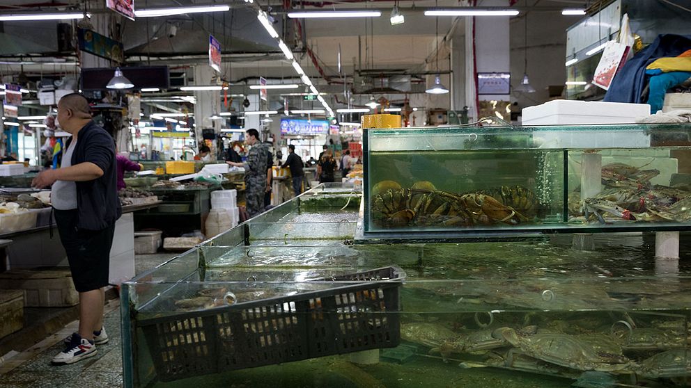 Interiör från fiskmarknad. Humrar och krabbor i akvarier.