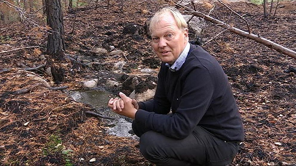 Efter branden i Gladö Kvarn: sällsynta kryp lockas till platsen | SVT ...