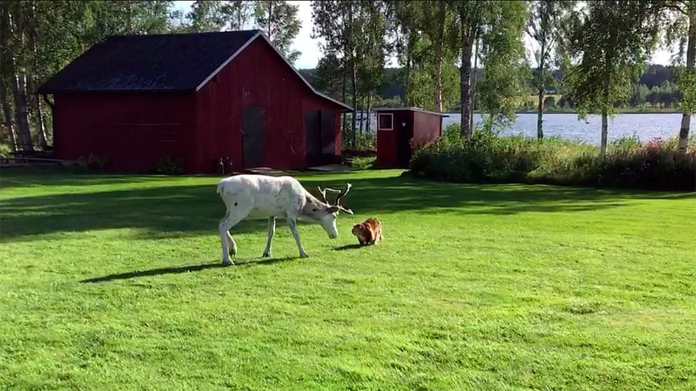 En ren och en katt nos mot nos på en gräsmatta.
