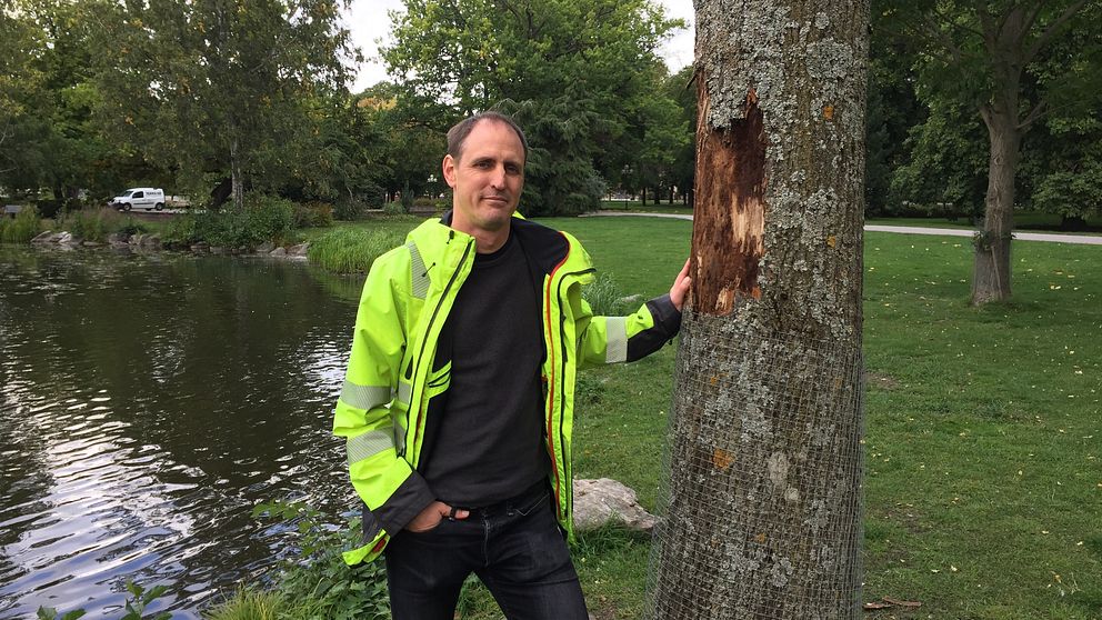 Fredrik Eklund, trädvårdare, Eskilstuna statspark, almsjukan.