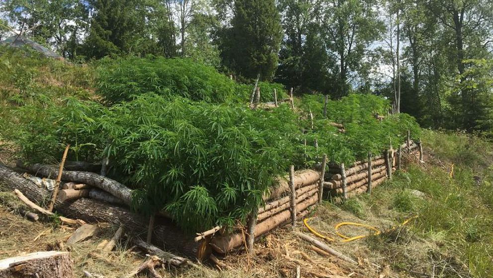Terrassodling med cannabisplantor.
