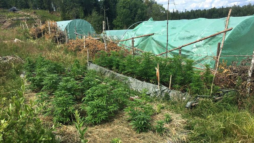 Cannabisplantor och odlingstält.