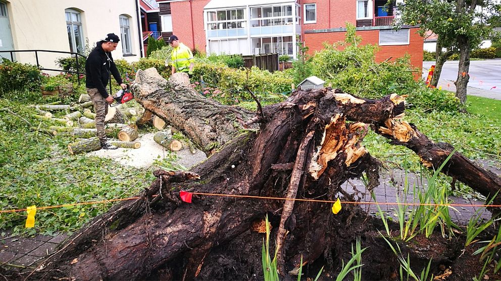 Ett femton meter högt träd föll efter en kraftig vindstöt på Portgränd i Trelleborg.