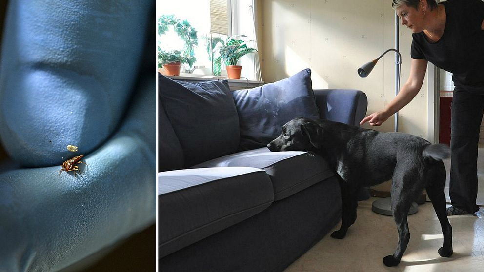En hund letar efter vägglöss i en soffa.