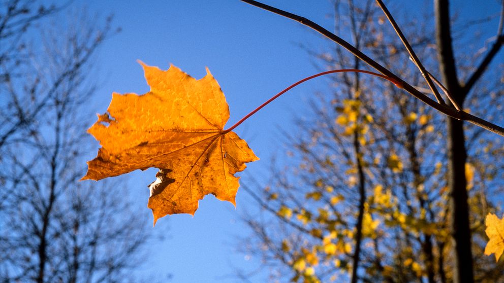 Ett ensamt gulnat löv på ett träd.