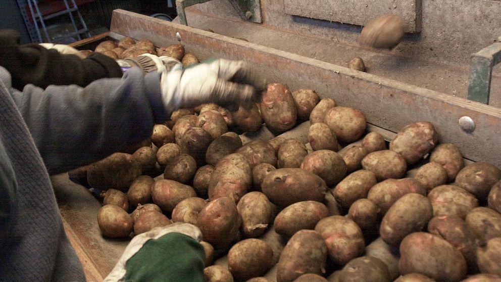 Personer plockar potatis.