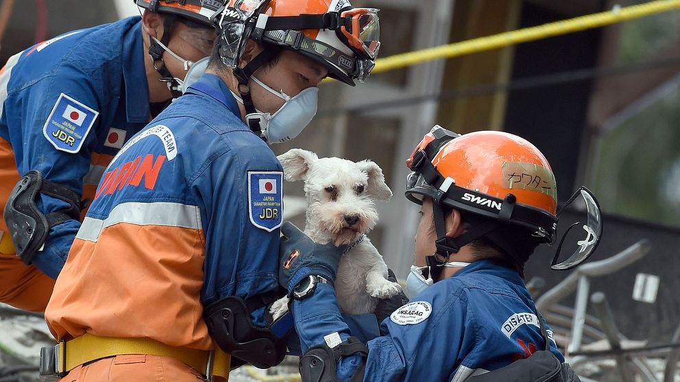 Japanska räddningsarbetare gräver fram en lite schnauzer från en kollapsad byggnad i Mexico City.