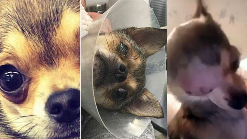 Tre bilder av samma hund, före och efter att hon attackerats.