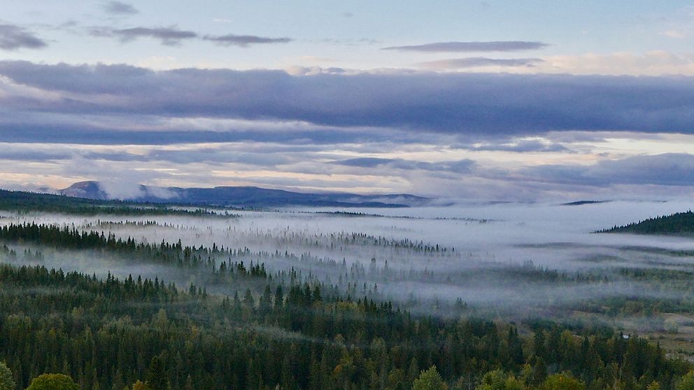 Dimslöjor i Tångeråsen i Jämtland den 11 september.