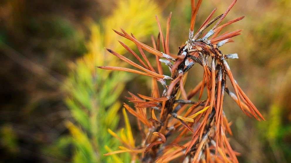 Diplodia pinea angriper och dödar tallens årsskott som får en brun färg.