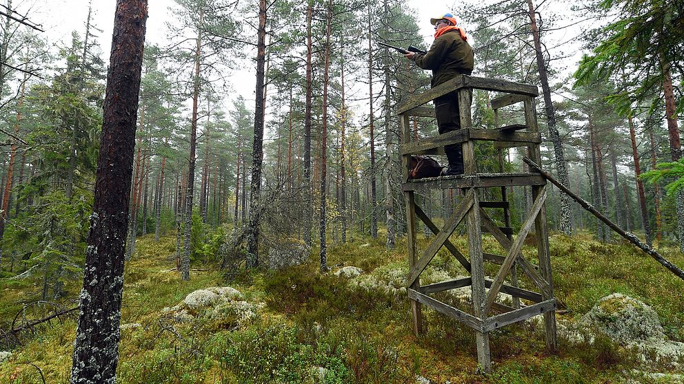 jägare står uppe på ett älgtorn i skogen