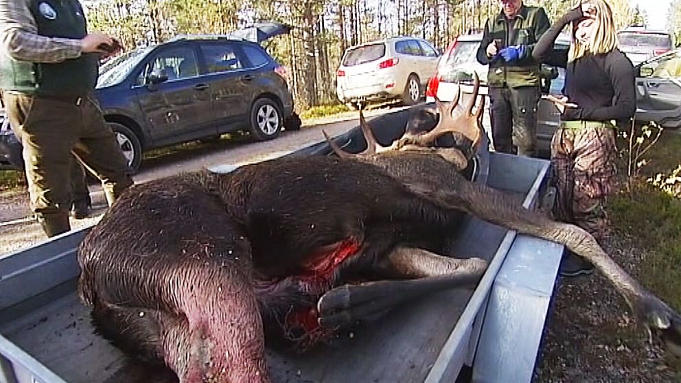 Det är framför allt återrekryteringen som brister i jägarkåren