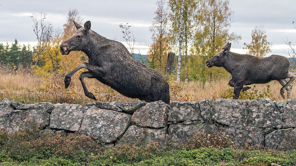 Bild från årets älgjakt i jaktlaget Svarten, Lusaskens ÄSO, Kristinehamn