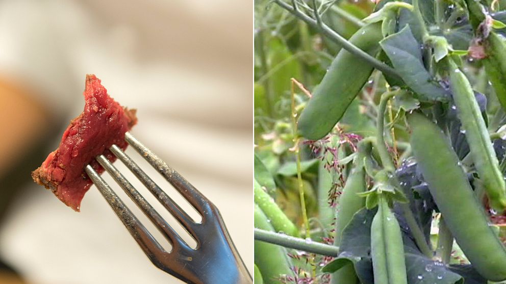 Målet med forskningen på den svenska ärtan är att hitta nya vegetariska alternativ till kött.