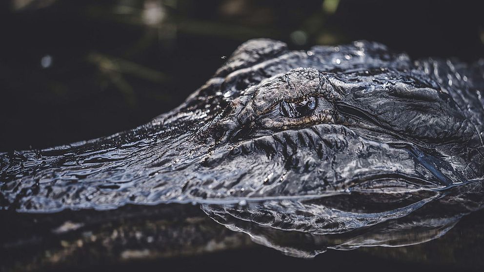Närbild på alligator.