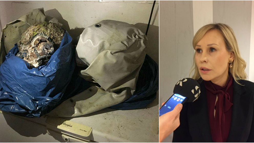 Två bilder, den föreställer ett björnhuvud som ligger i en blå plastsäck ovanpå en frys. Den andra en kvinna som intervjuas.