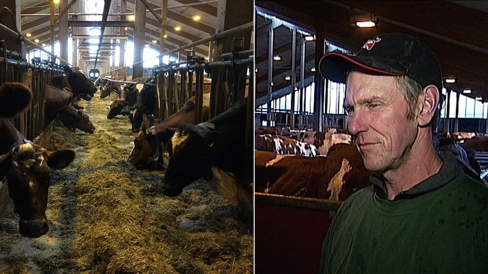 Kor som står i ladugården och en bild på mjölkbonden Per