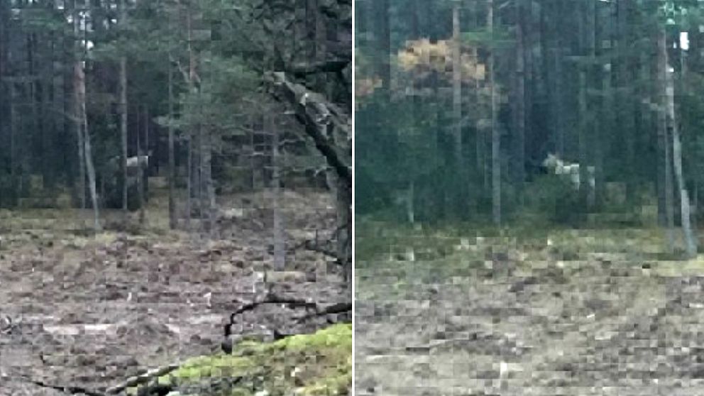 En vit älg i en skog.