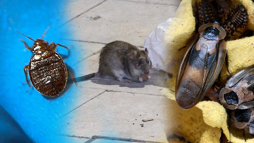 Ökning av skadedjurssaneringar