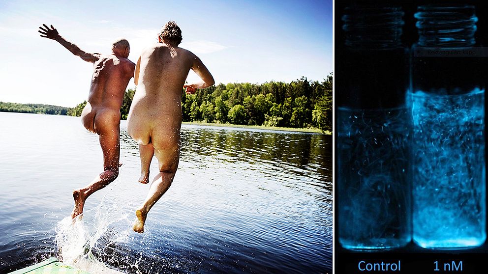 nakenbadare hoppar i vattnet, två provrör med lysande mareld