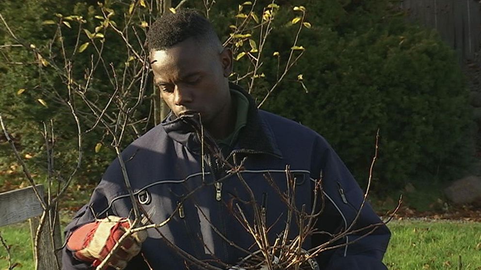Robert Kayongo beskär plantor inför vinterförvaring på plantskolan Fellingsbro.
