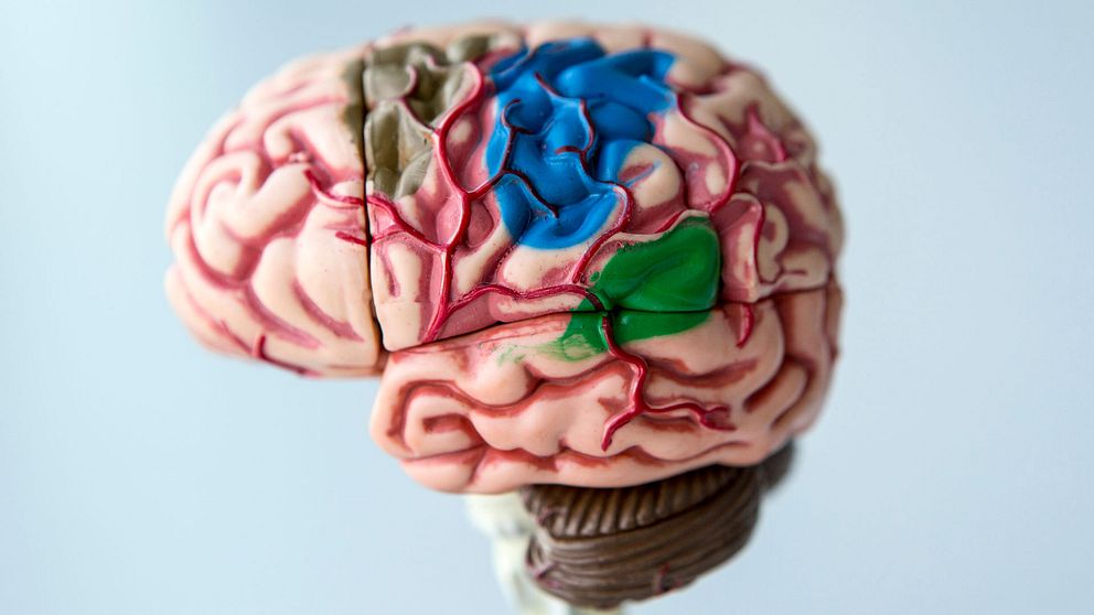 Modell av människohjärna