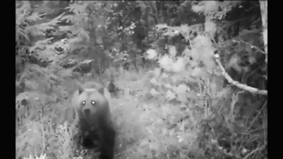 En björn syns i skogen på en svartvit bild