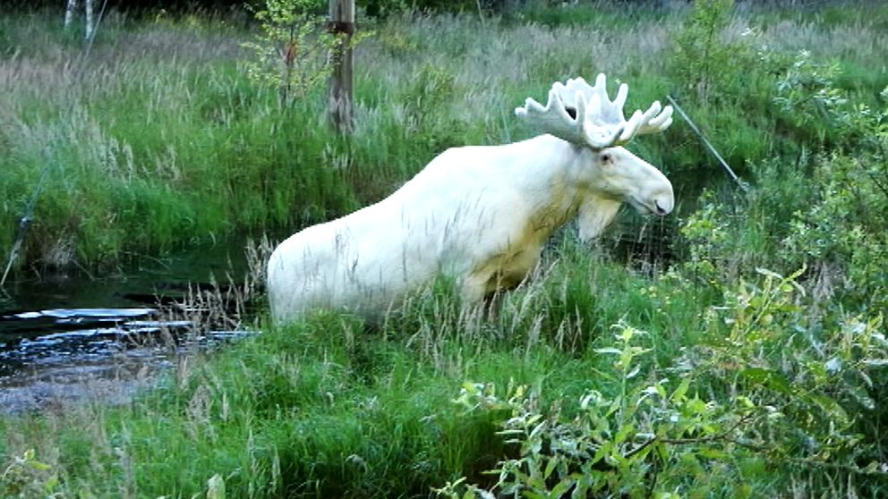 En vit älg som är på väg att resa sig upp