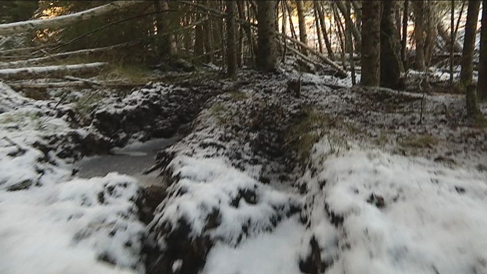 djupa hjulspår i skogsmark, lite snöpuder på