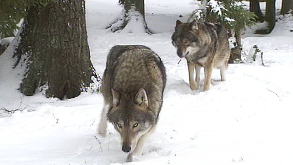 två vargar i snöig skog