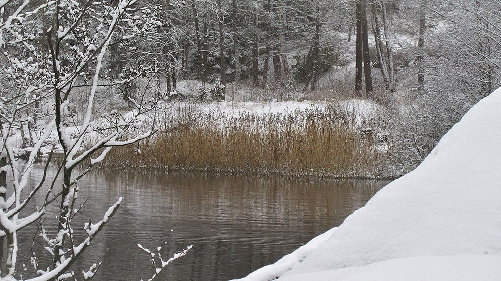 Nu har vintern kommit till Stockholmstrakten också. Bilderna är från sjön Drevviken i Skogås söder om Stockholm.