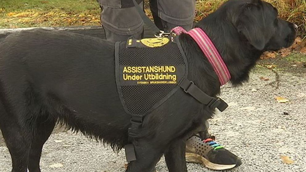 En assistanshund under utbildning