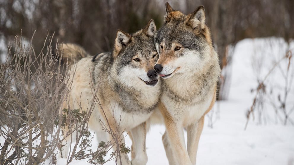42 vargar får fällas i Norge