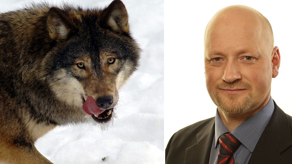 En varg och Daniel Bäckström