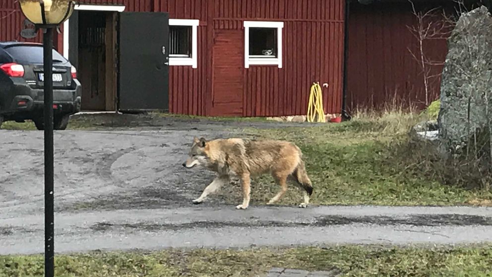 En privatperson fotograferade en varg i Åloppe utanför Örsundsbro under helgen.