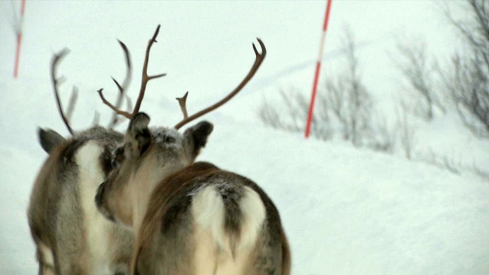 Renar på vägen