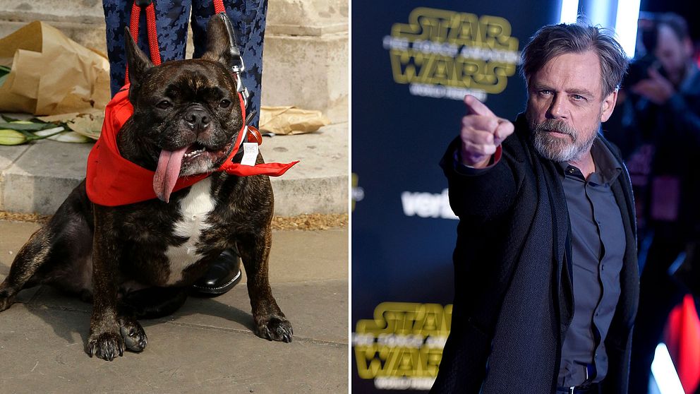 Carrie Fishers hund Gary Fisher och Mark Hamill är med i Star Wars: The Last Jedi båda två.