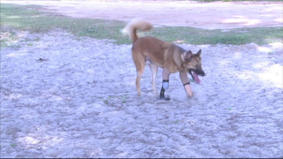 Hunden Cola testar sina nya proteser.
