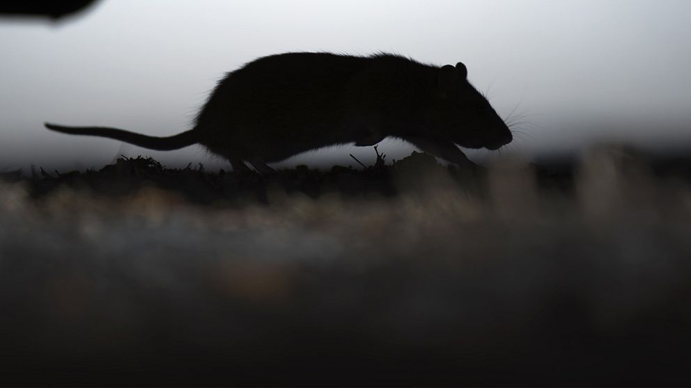 Råtta som springer på marken