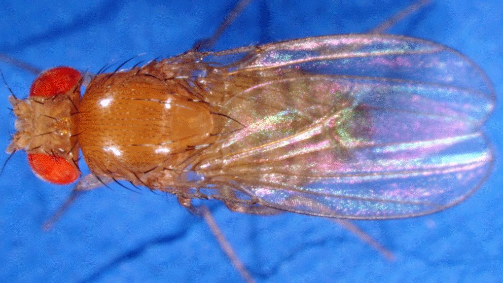 Sexfrusterade bananflugor åldrades och dog snabbare än andra hanar.