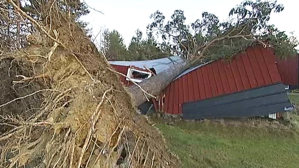 En nerblåst tall totalförstörde ett garage i Fredrika i samband med stormen Hilde den 16 november.