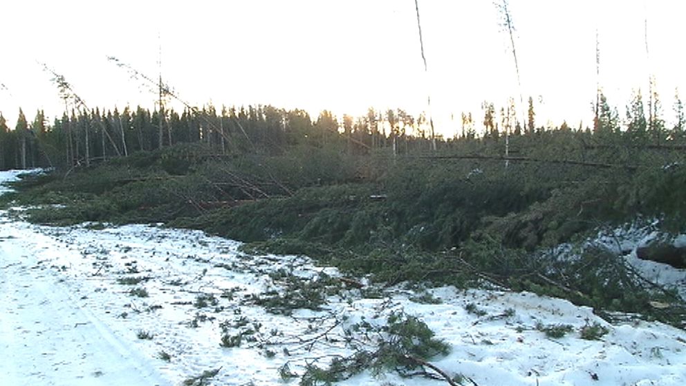 Stormfälld skog i Tuvträsk utanför Lycksele.
