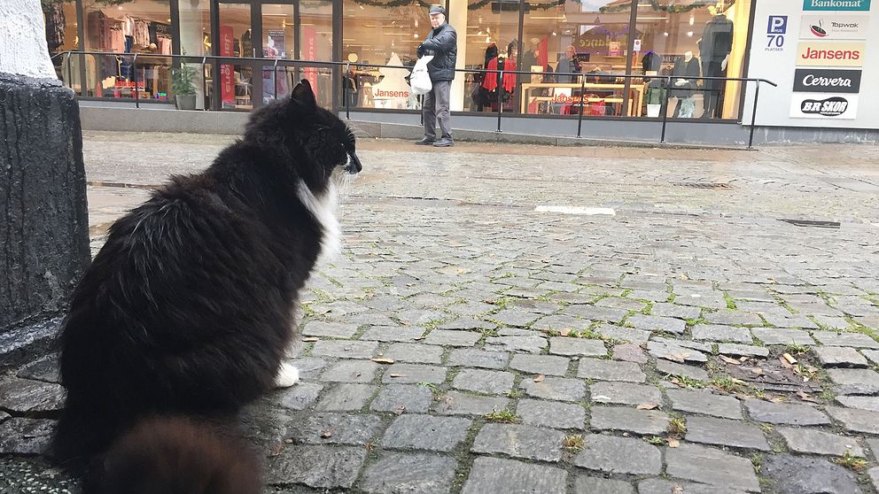 Ibland kan Figaro sitta innanför en glasdörr i en butik.