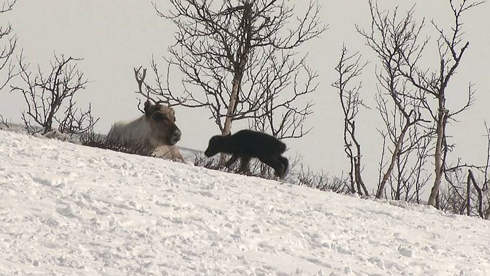 en ren som vilar i snön och en liten renkalv som går mot den, några bara fjällbjörkar bakom
